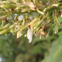 Alpinia galanga (L.) Willd.
